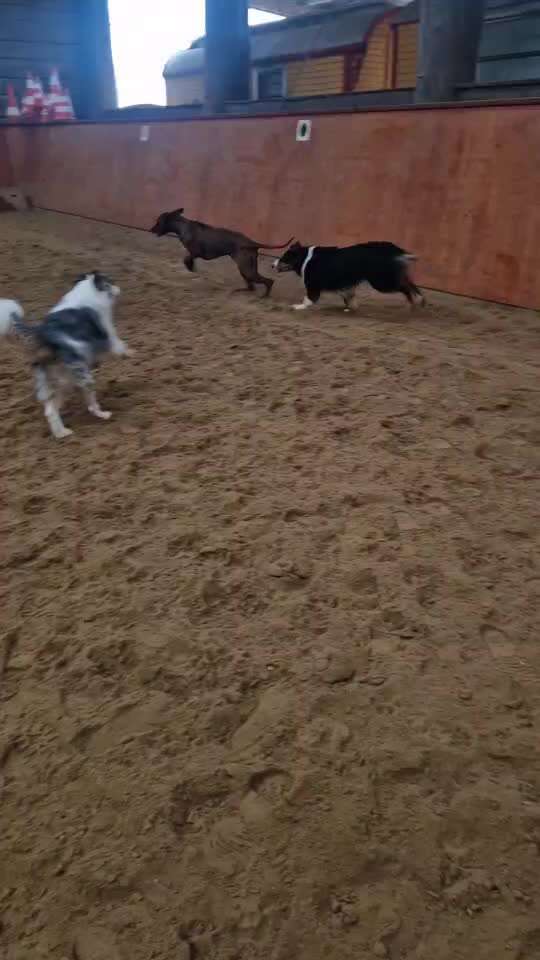 Zwerghunde und die "bösen Grossen"-Beitrag-Bild