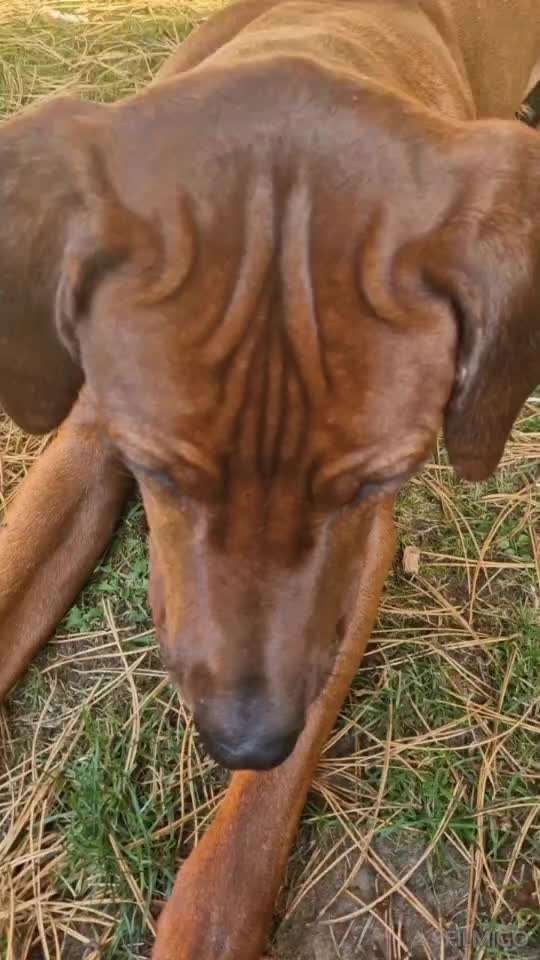 "Dürfen" eure Hunde auch mal knurrren ?-Beitrag-Bild