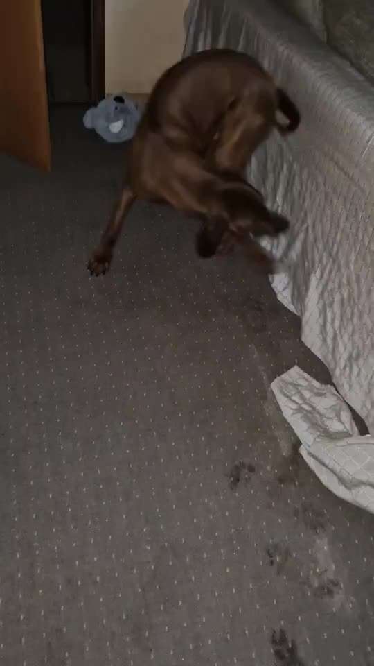 Schuppern an Wänden und Hecken.-Beitrag-Bild