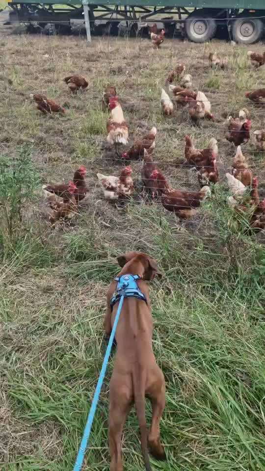 57. Impulskontrollchallenge (Zweiter Anlauf): Tiere beobachten-Beitrag-Bild