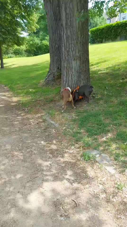 Olde English Bulldogge-Beitrag-Bild