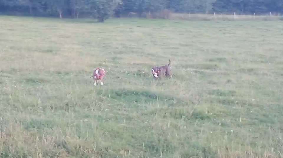 Olde English Bulldogge-Beitrag-Bild