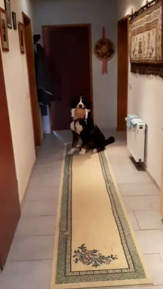 Berner Sennen-Beitrag-Bild