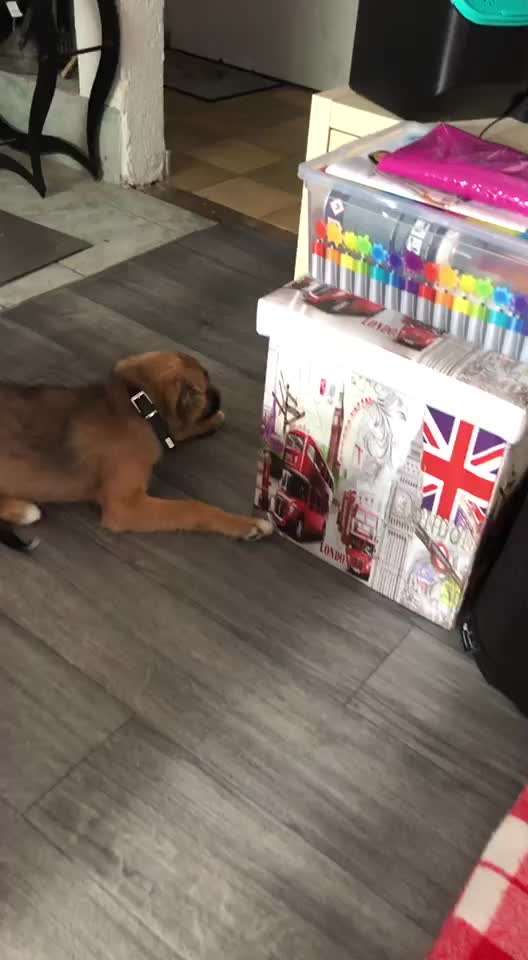 Welpen Bilder !-Beitrag-Bild