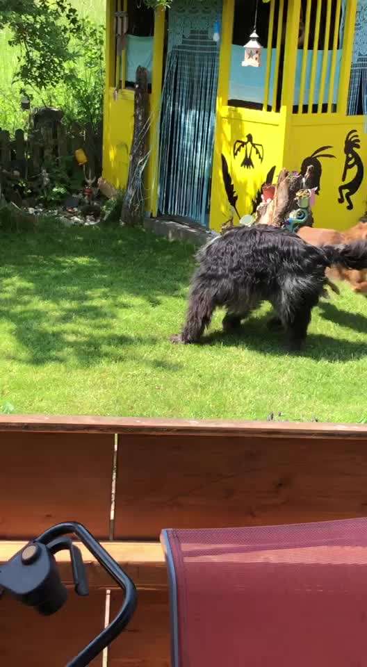 Jagen von Hunden!-Beitrag-Bild