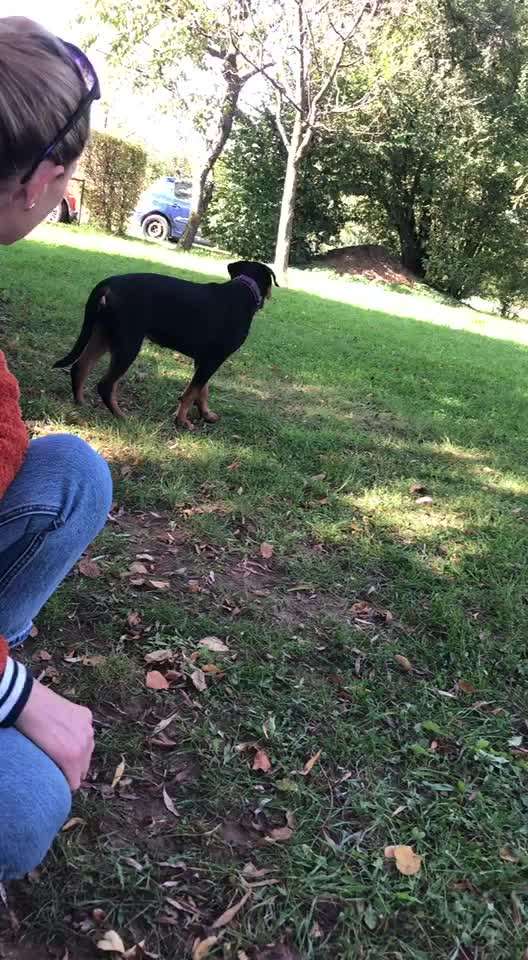 Jagen von Hunden!-Beitrag-Bild