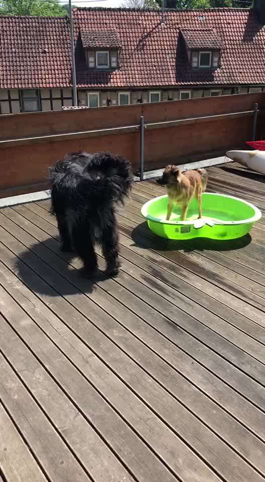 Jagen von Hunden!-Beitrag-Bild