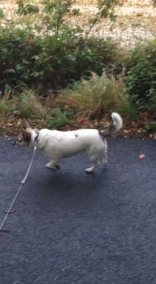 Gangbild/-analyse-Beitrag-Bild