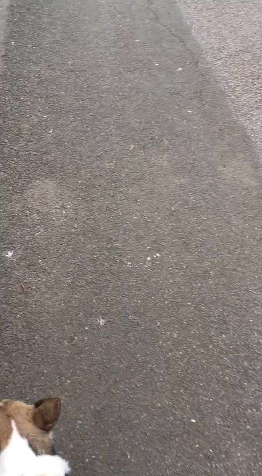 33 .Impulskontroll Übung " Abruf vom Reiz "-Beitrag-Bild