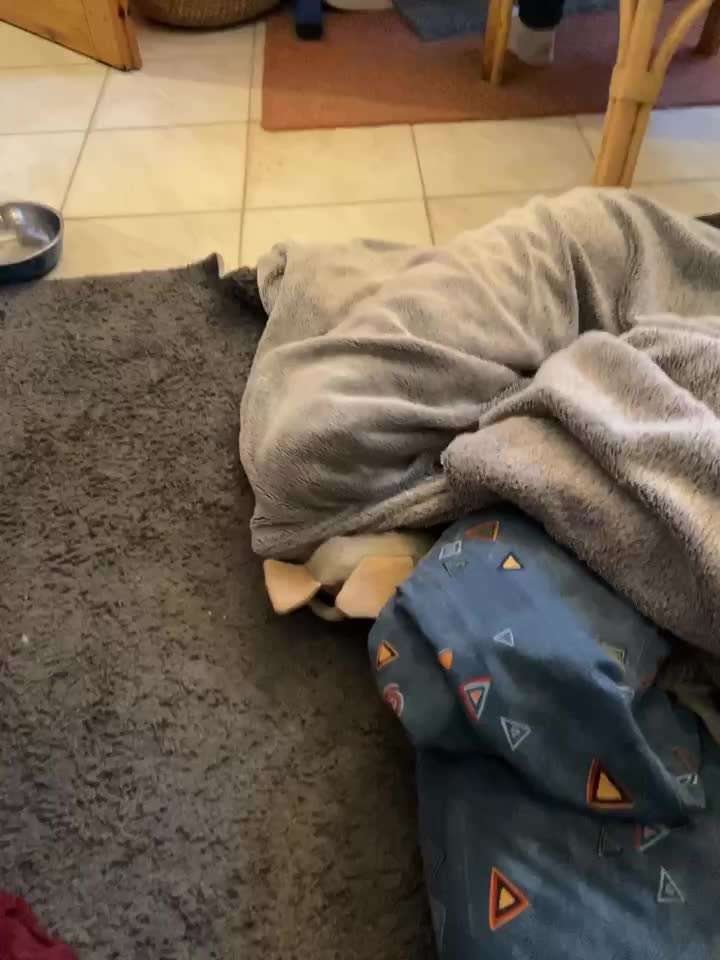 55. Video Challange: lustiges Video/Lieblingsvideo-Beitrag-Bild