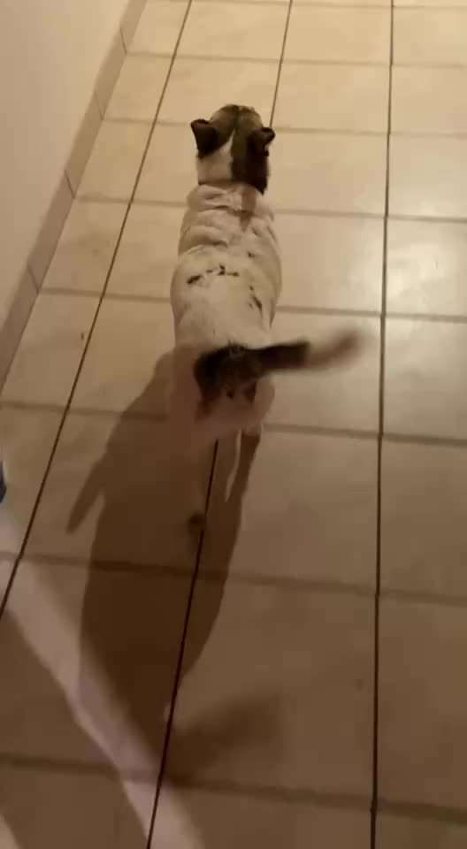 Gangbild/-analyse-Beitrag-Bild