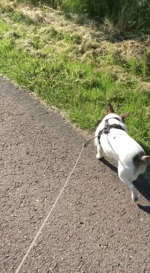 Leinenpflicht während Brut und Setzzeit-Beitrag-Bild