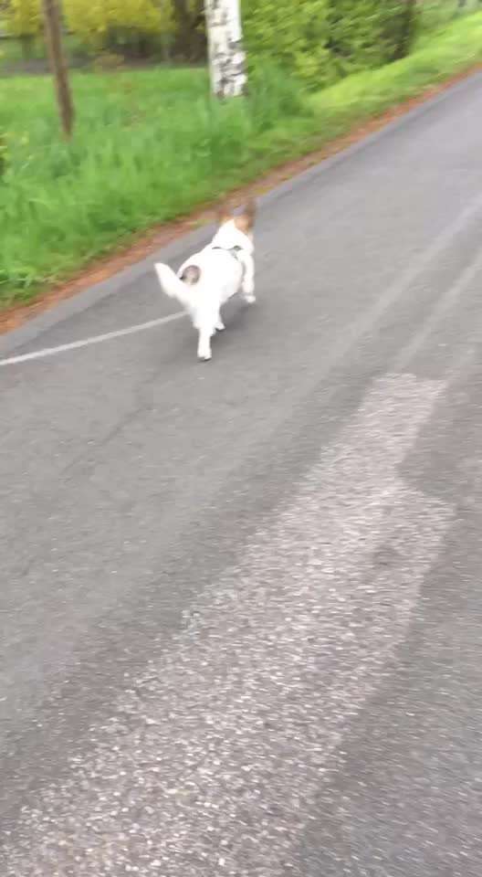 33 .Impulskontroll Übung " Abruf vom Reiz "-Beitrag-Bild