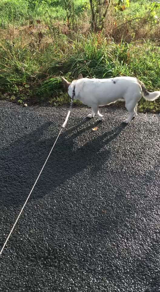 Gangbild/-analyse-Beitrag-Bild