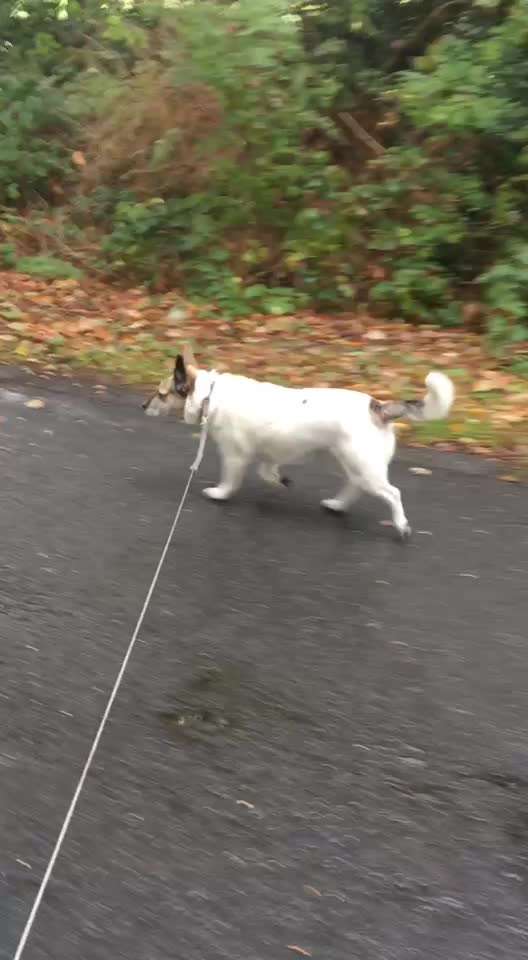 Gangbild/-analyse-Beitrag-Bild