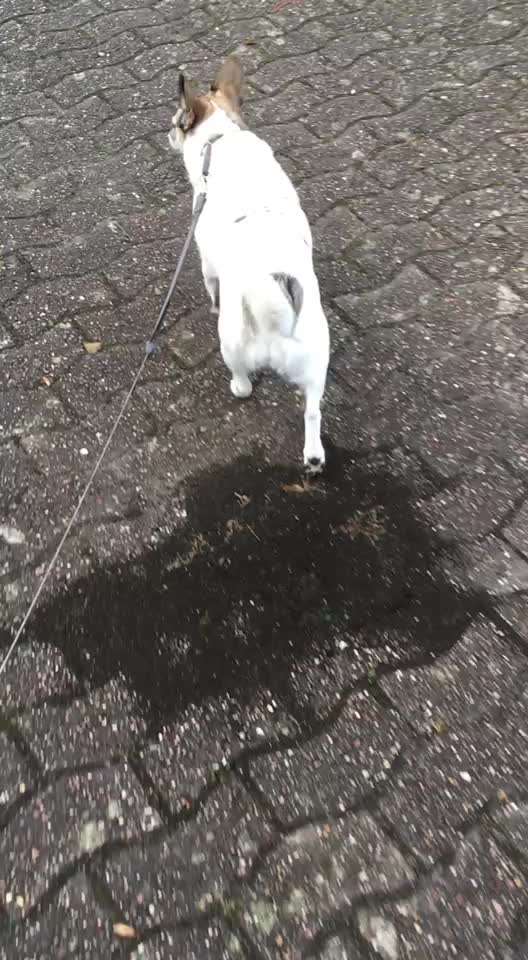 Gangbild/-analyse-Beitrag-Bild