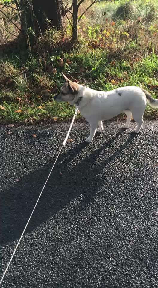 Gangbild/-analyse-Beitrag-Bild