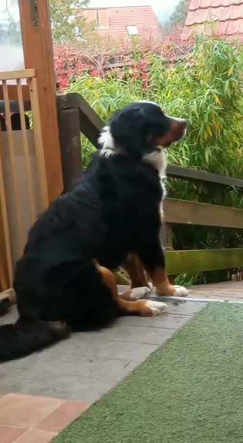 Berner Sennen-Beitrag-Bild