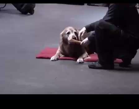 Immer mehr verhaltenauffällige Hunde-Beitrag-Bild