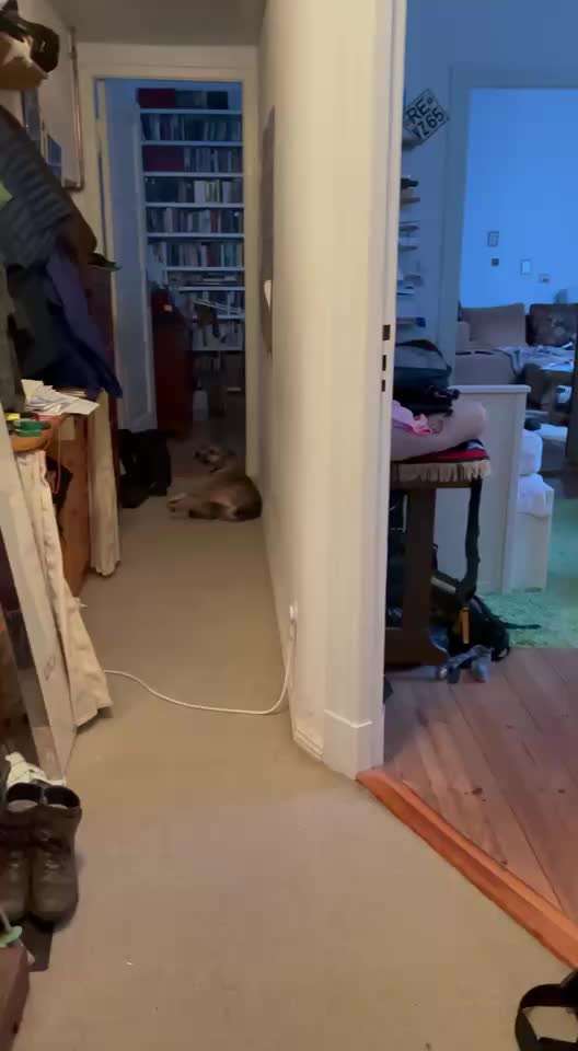 Welche besondere Angewohnheiten haben eure Hunde?-Beitrag-Bild