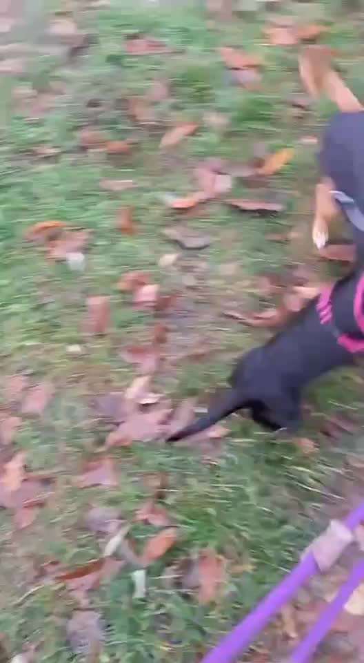 Analyse & Interpretation von Verhalten-Beitrag-Bild