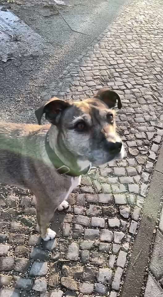 Impulskontrollübung 67: Laufbilder mit dem Hund 📸-Beitrag-Bild