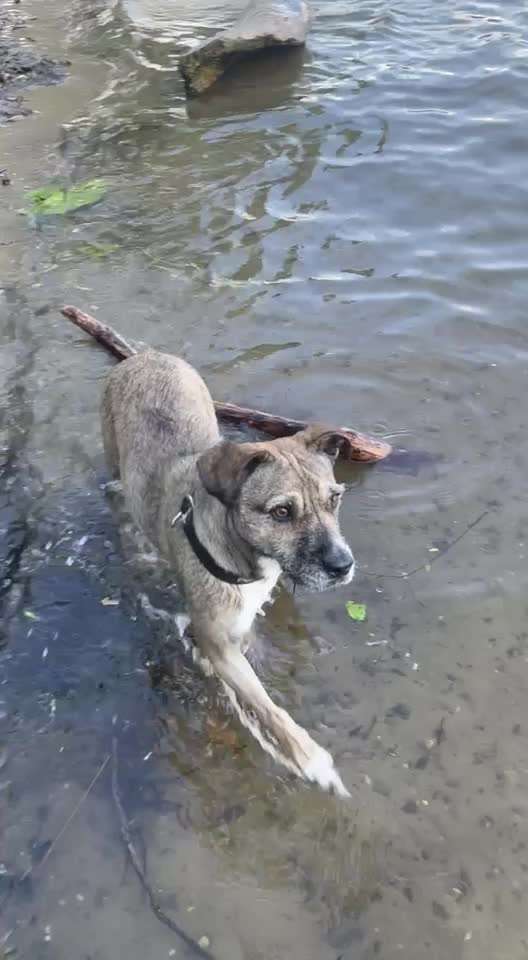 Sicheres Schwimmen mit Hund - Eure Erfahrungen und Tipps-Beitrag-Bild