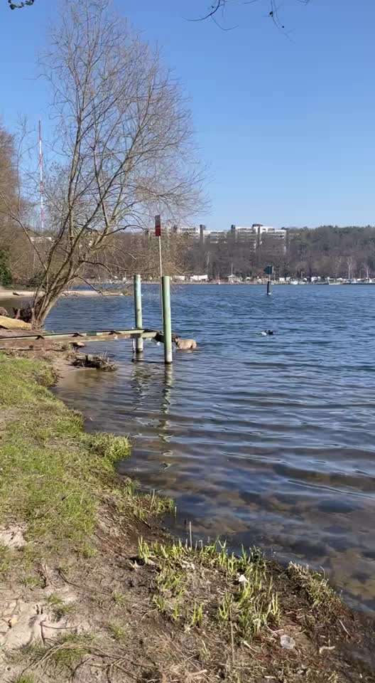 TierschutzhundeStammtisch🐕-Beitrag-Bild