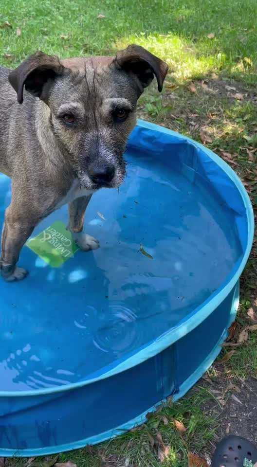 TierschutzhundeStammtisch🐕-Beitrag-Bild