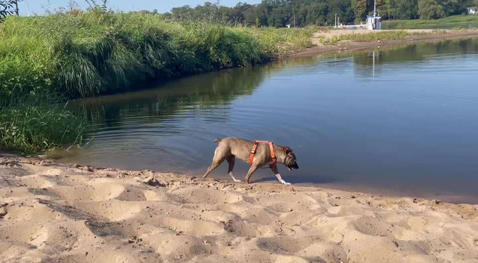 TierschutzhundeStammtisch🐕-Beitrag-Bild