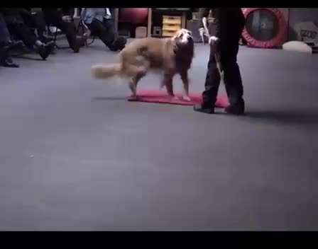 Immer mehr verhaltenauffällige Hunde-Beitrag-Bild