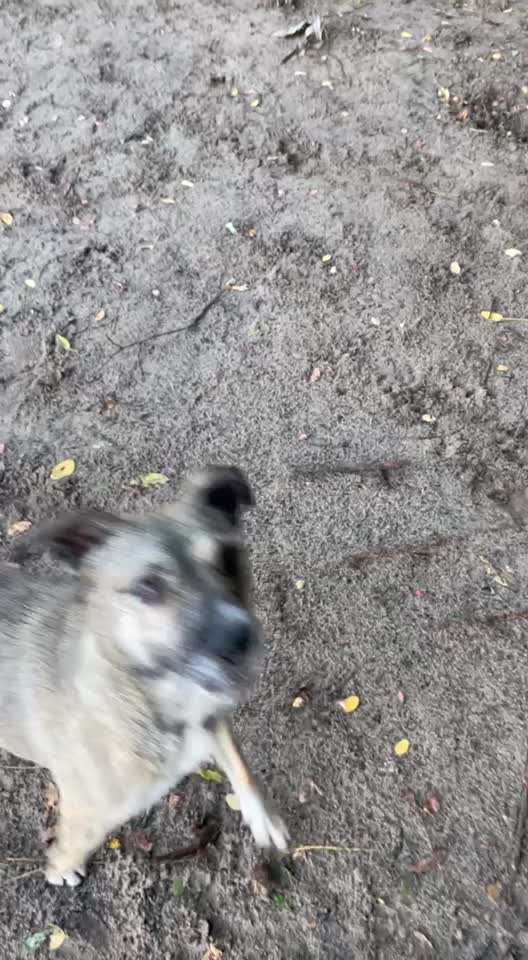 TierschutzhundeStammtisch🐕-Beitrag-Bild