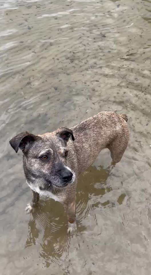 TierschutzhundeStammtisch🐕-Beitrag-Bild