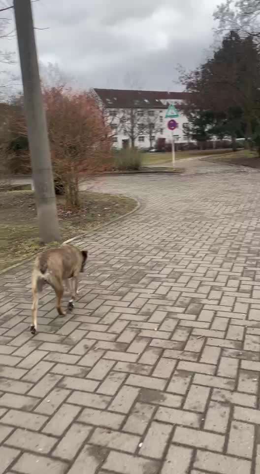 Impulskontrollübung Nr 69 : Ich achte auf Dich !-Beitrag-Bild