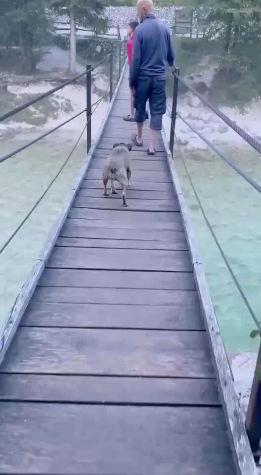 Was hat euch heute mit eurem Hund gefreut?-Beitrag-Bild