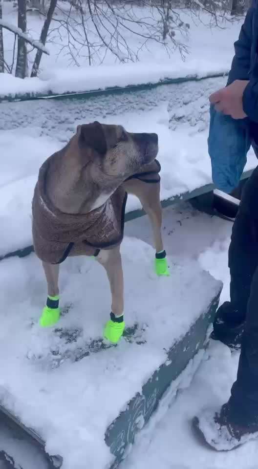 Gute Schuhe/Socken zum Pfotenschutz (Streusalz)?-Beitrag-Bild