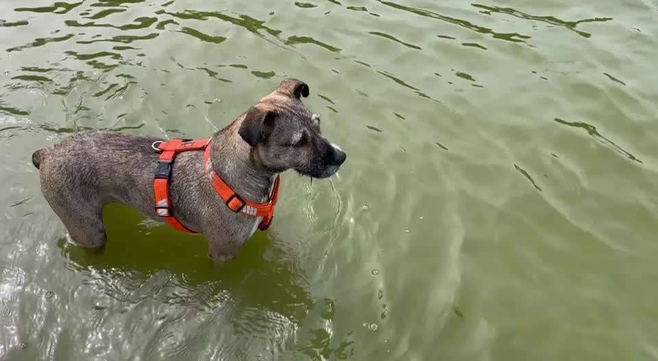 TierschutzhundeStammtisch🐕-Beitrag-Bild