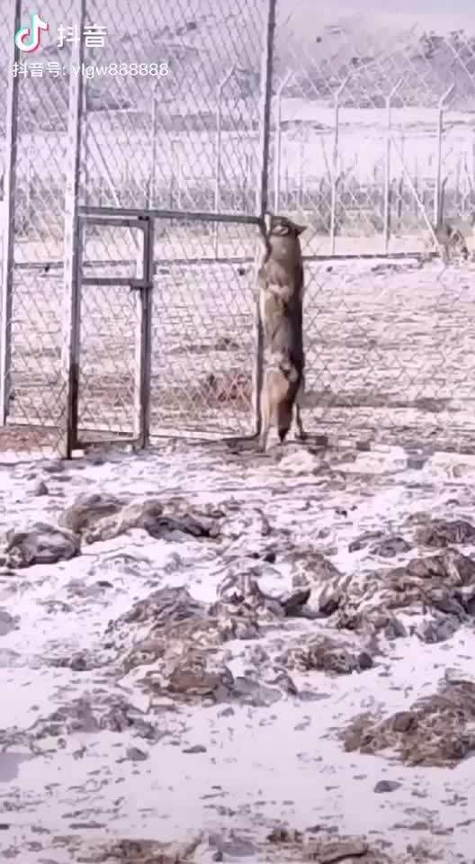 Wolfsbegegnung-Beitrag-Bild