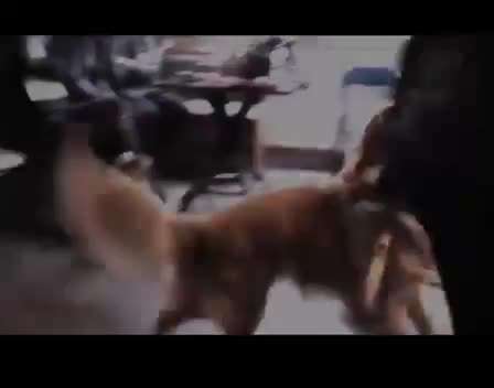 Immer mehr verhaltenauffällige Hunde-Beitrag-Bild