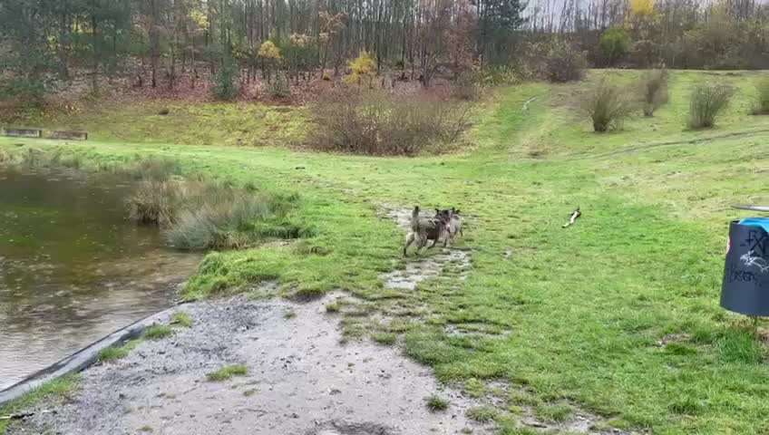 TierschutzhundeStammtisch🐕-Beitrag-Bild