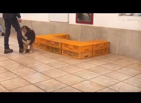 Intrinsische Motivation - Leinenführigkeit?-Beitrag-Bild