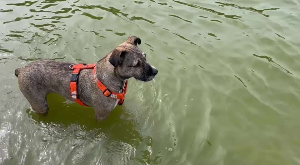 50. Video Challenge - Wasserscheu oder nicht-Beitrag-Bild