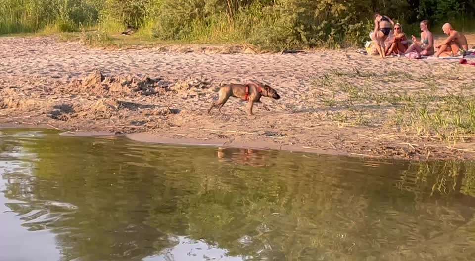TierschutzhundeStammtisch🐕-Beitrag-Bild