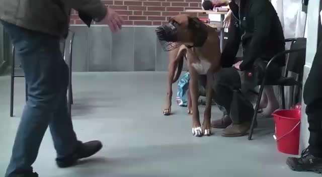 Aggression beim Hund.-Beitrag-Bild