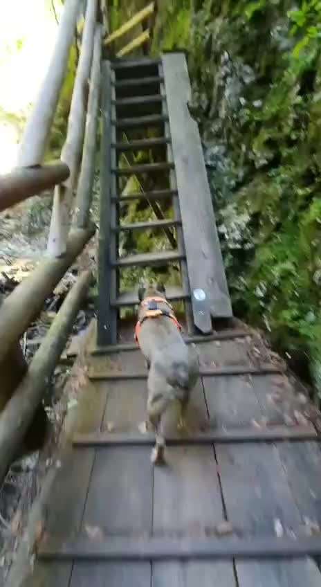 Bergwandern mit Hund-Beitrag-Bild