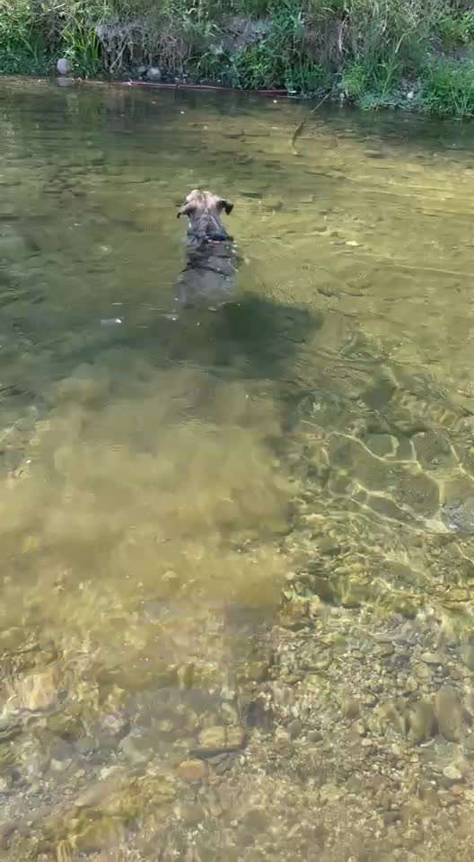 Schwimmwesten für kleine hunde-Beitrag-Bild