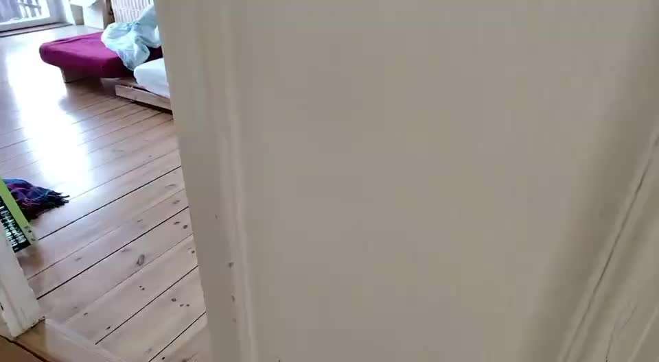 Stress bei Hunden durch Vermenschlichung?-Beitrag-Bild