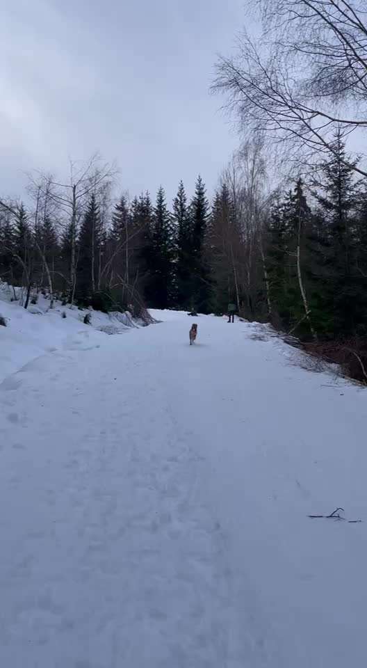 TierschutzhundeStammtisch🐕-Beitrag-Bild