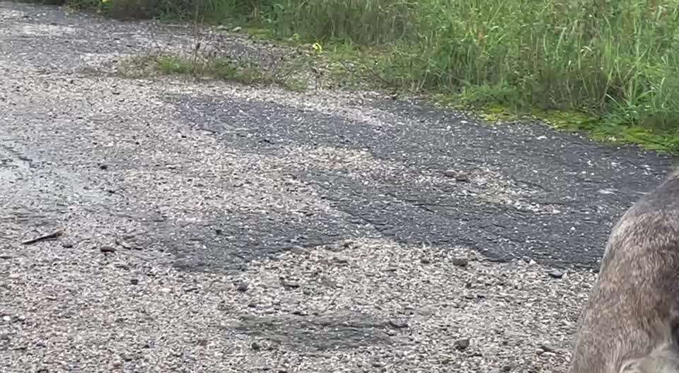 Gangbild/-analyse-Beitrag-Bild