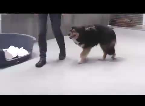 Intrinsische Motivation - Leinenführigkeit?-Beitrag-Bild